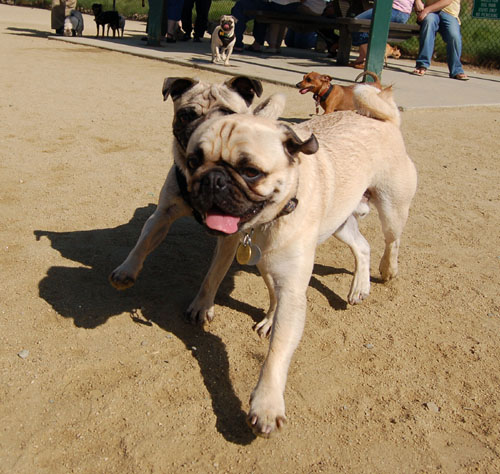 Mountain View Dog Park - April 30, 2006