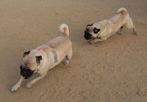 Pug and Hugs - Mountain View Dog Park Fun with Sheba, Rio and the Gang