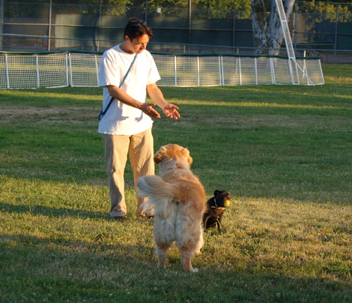 Pug and Hugs - Palo Alto Dog Park Fun with Sheba, Rio and the Gang