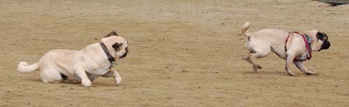 Wet Pugs - March 5, 2006