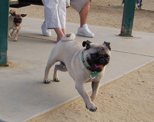 Pug and Hugs - Mountain View Dog Park Fun with Sheba, Rio and the Gang