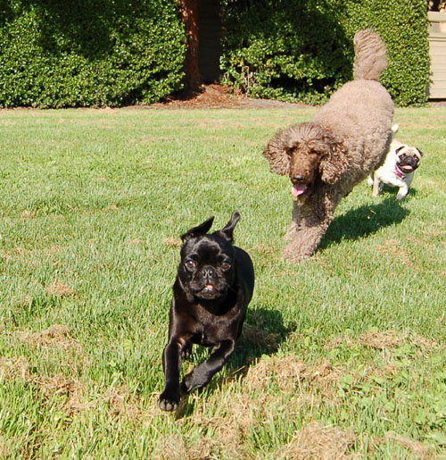 Sheba and Rio at Night