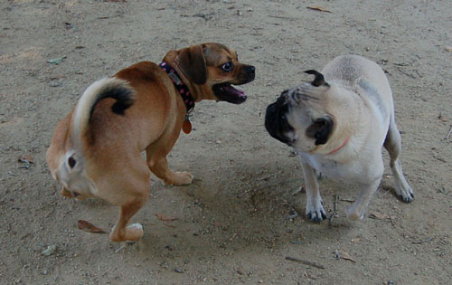 Honey and Sheba Chasing Fun