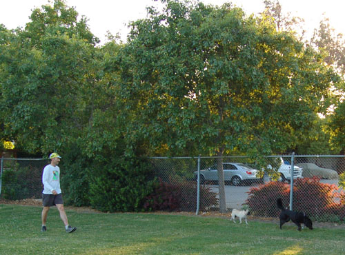 Pug and Hugs - Palo Alto Dog Park Fun with Sheba, Rio and the Gang