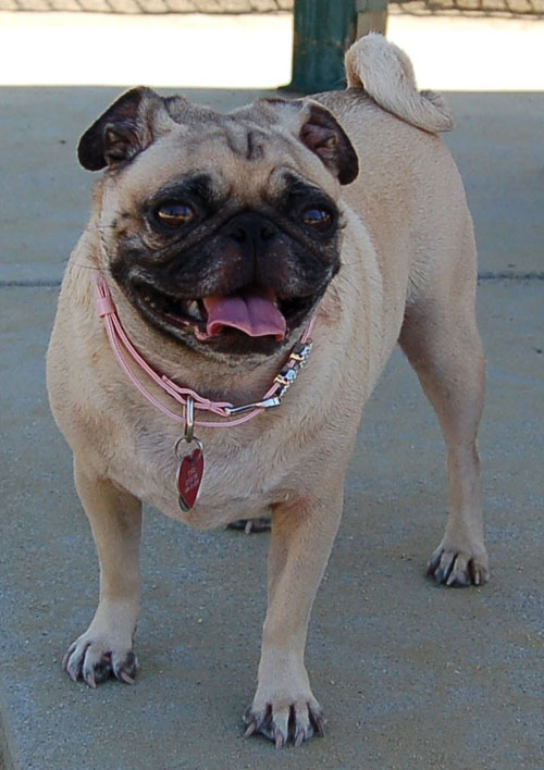Mountain View Dog Park - April 30, 2006