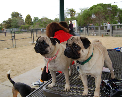 April 2, 2006 Hug Pug Park Fun