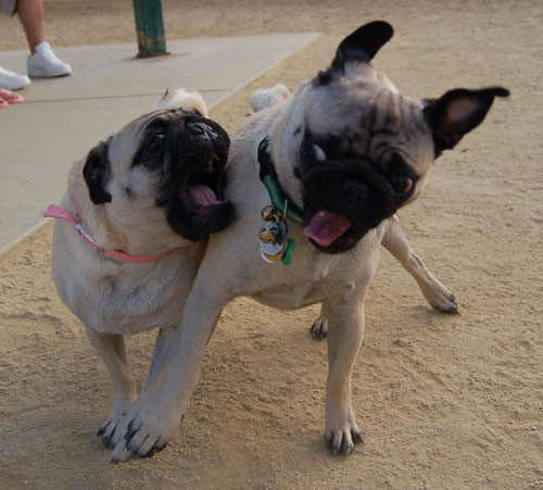 Pug and Hugs - Mountain View Dog Park Fun with Sheba, Rio and the Gang