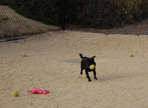 Pug and Hugs - Mountain View Dog Park Fun with Sheba, Rio and the Gang