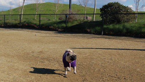 Little Sheba the Hug Pug - February 19, 2006