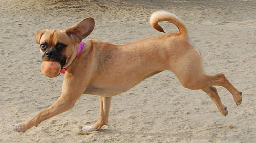 Pug and Hugs - Mountain View Dog Park Fun with Sheba, Rio and the Gang