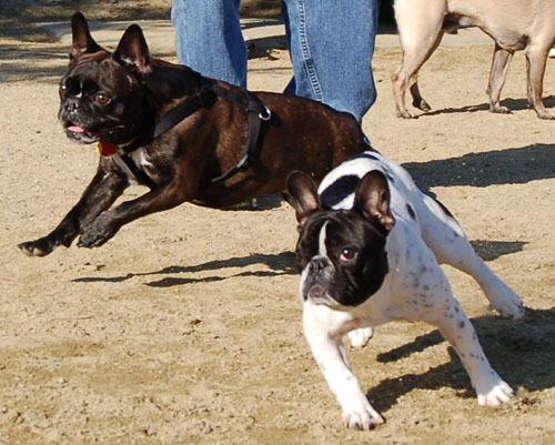 Chases - February 19, 2006