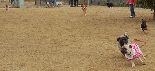 April 2, 2006 Hug Pug Park Fun