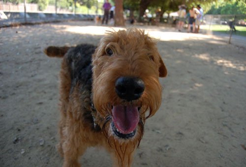 Happy Puppies!!! at Toby's Party!!!