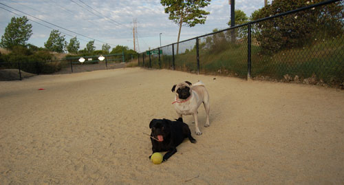 Pug and Hugs - Mountain View Dog Park Fun with Sheba, Rio and the Gang