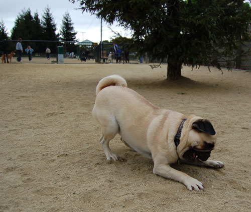 April Dog Park Fun