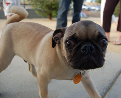 Pug and Hugs - Mountain View Dog Park Fun with Sheba, Rio and the Gang