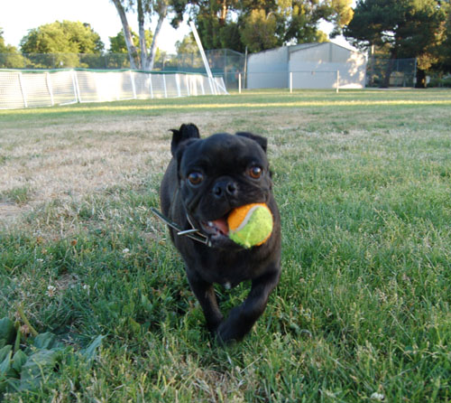 Pug and Hugs - Palo Alto Dog Park Fun with Sheba, Rio and the Gang