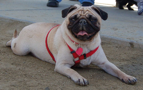 Mountain View Dog Park - April 30, 2006