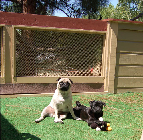 Sheba and Rio at Night