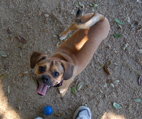 Happy Puppies!!! at Toby's Party!!!