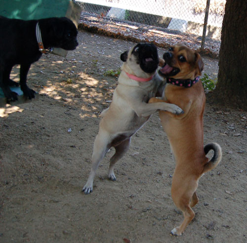 Honey and Sheba Chasing Fun
