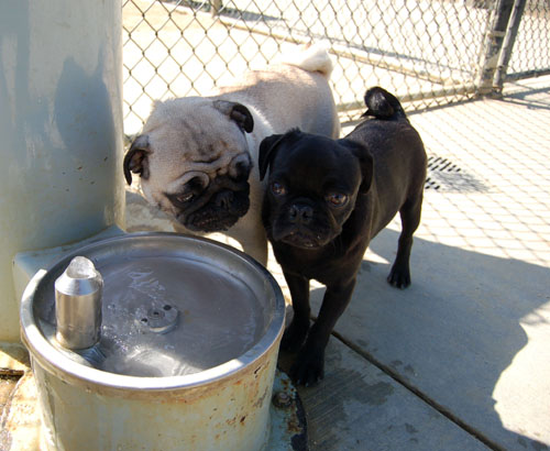 Mountain View Dog Park - April 30, 2006