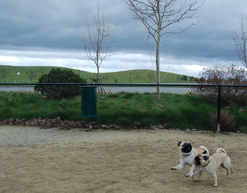 Mountain View Hug Pugs - March 12, 2006