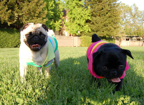 Sheba and Rio - May 1, 2006