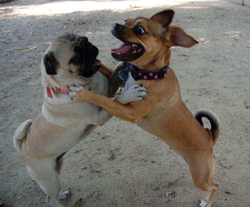 Honey and Sheba Chasing Fun