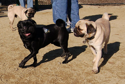 Smiling Pugs - February 19, 2006