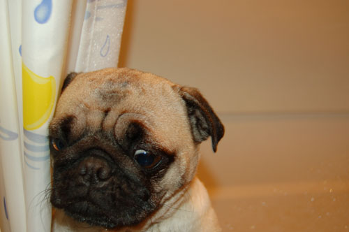 Sheba and takes a bath after playing in the Mud