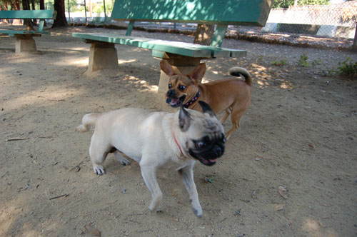 Honey and Sheba Chasing Fun
