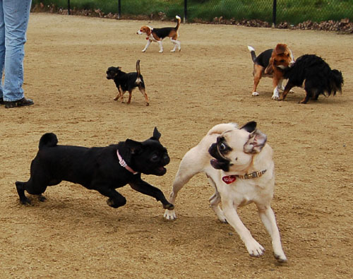 April 2, 2006 Hug Pug Park Fun