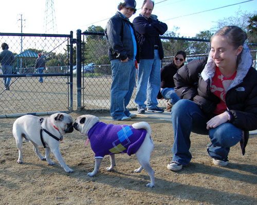Little Sheba the Hug Pug - February 19, 2006