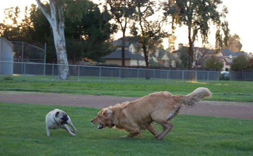 Sheba and Daisy playing in the Mud