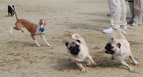 April 16, 2006 Hug Pug Park Fun