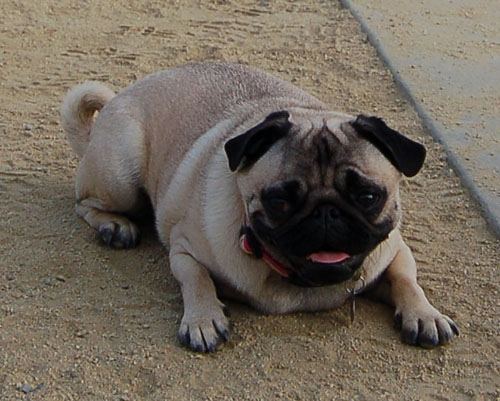 Pug and Hugs - Mountain View Dog Park Fun with Sheba, Rio and the Gang