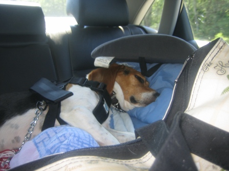 Toby Travels America Tto NYC