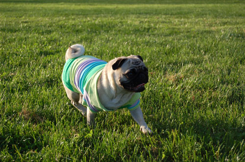 Sheba and Rio - May 1, 2006