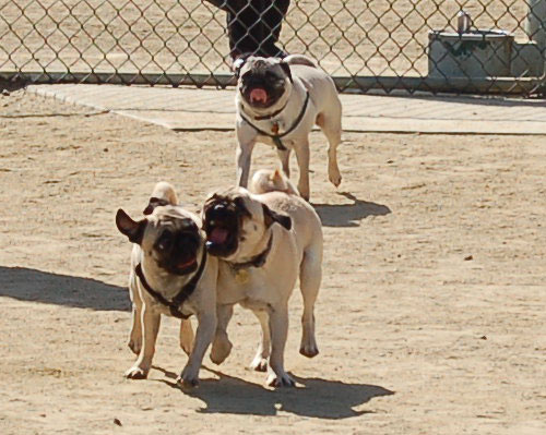 Mountain View Dog Park - April 30, 2006