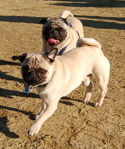 Smiling Pugs - February 19, 2006