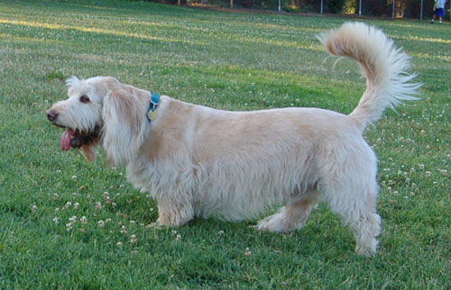 Pug and Hugs - Palo Alto Dog Park Fun with Sheba, Rio and the Gang