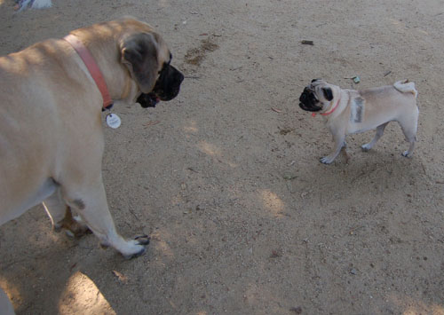 Toby going to NY party