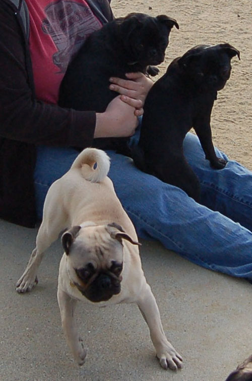 Pug and Hugs - Mountain View Dog Park Fun with Sheba, Rio and the Gang