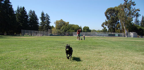 Sheba and Rio = Sun Fun Afternoon with Rahul!