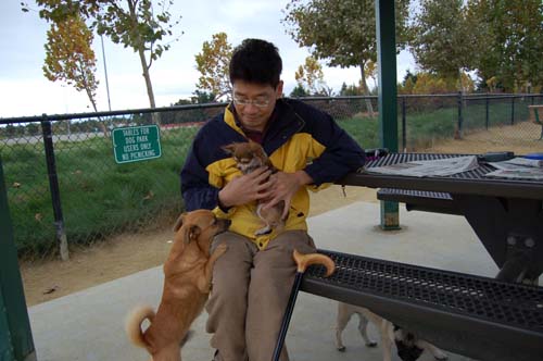 Pugs Pugs Pugs Mountain View Dog Park Fun October 15, 2005