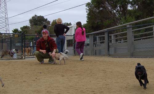 Pugs Pugs Pugs Mountain View Dog Park Fun October 15, 2005