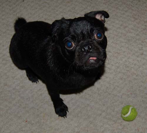 Sheba and Rio take a walk