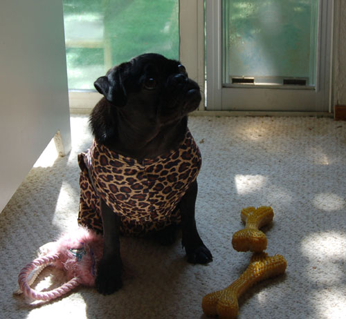 Sheba and Rio = Big Cats