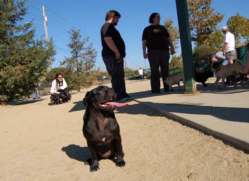 Pugs Pugs Pugs Mountain View Dog Park Fun October 8, 2005